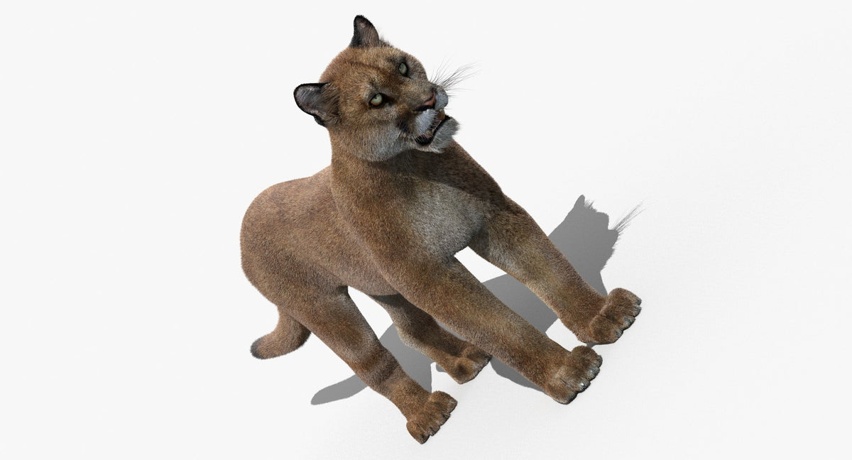 Cougar 3D Model for Download