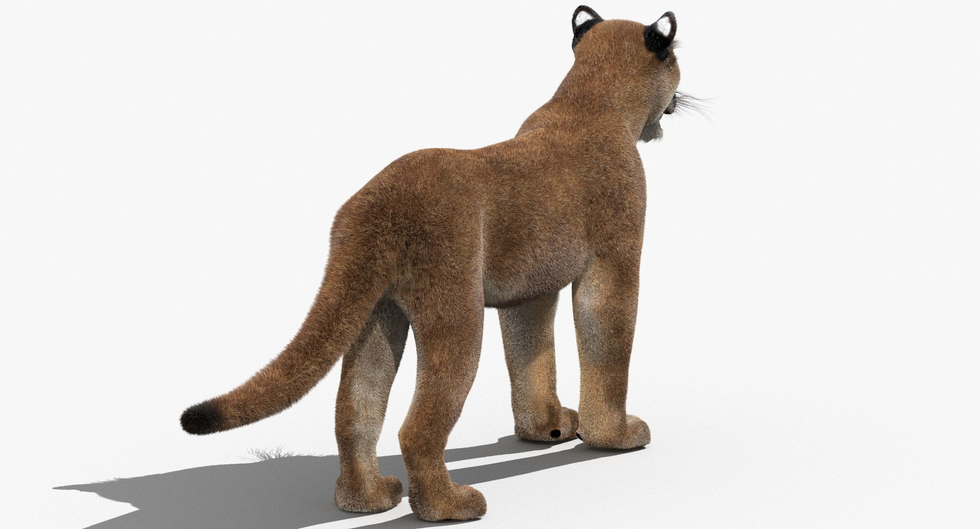 3D model of a mountain lion from back side on a white background