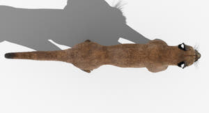 Cougar 3d model top view Thumbnail