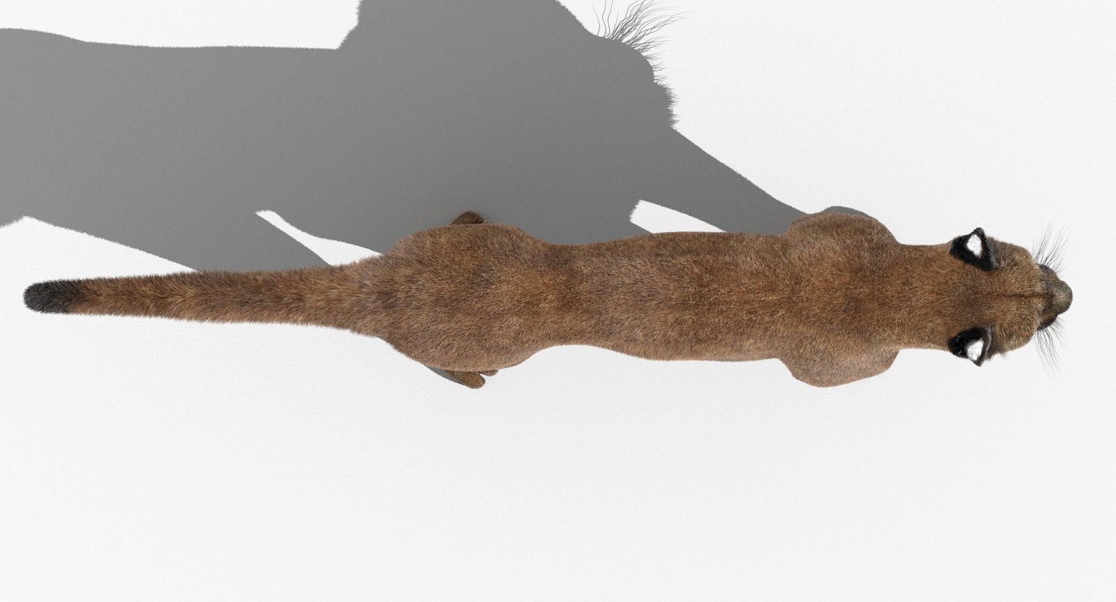 Cougar 3d model top view