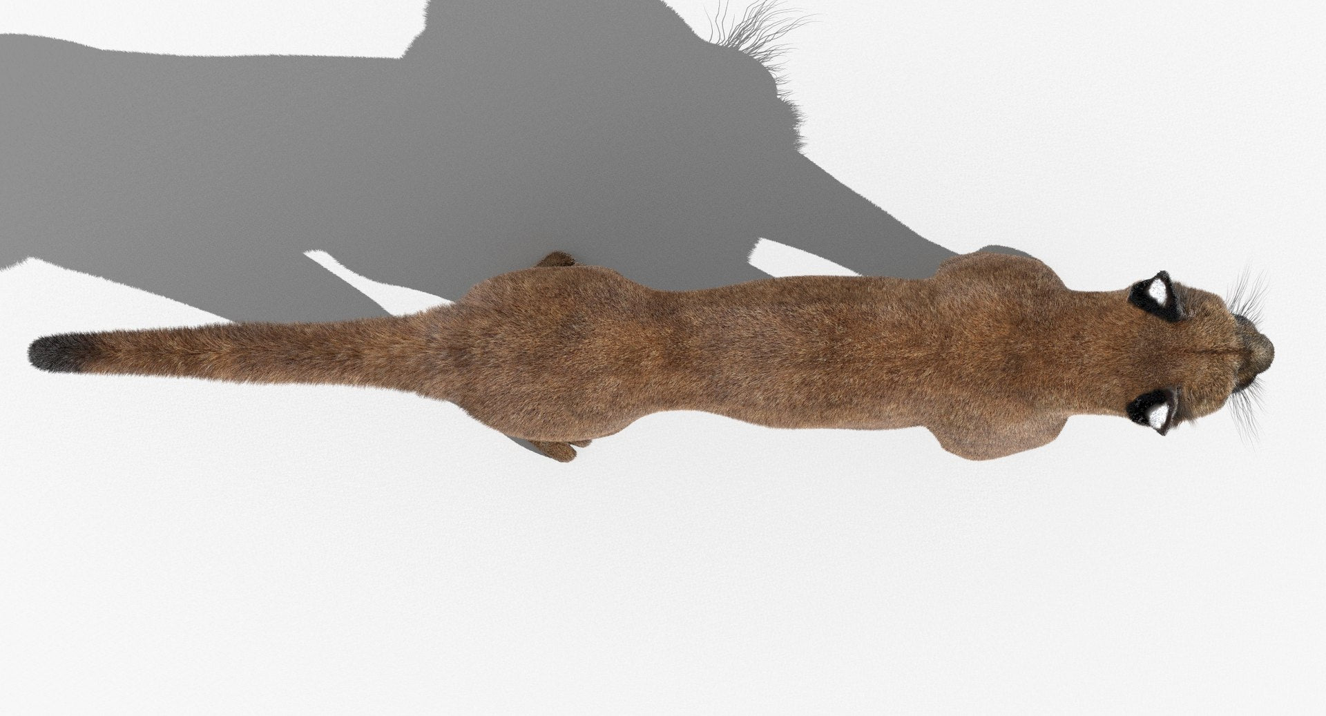 Cougar 3d model top view
