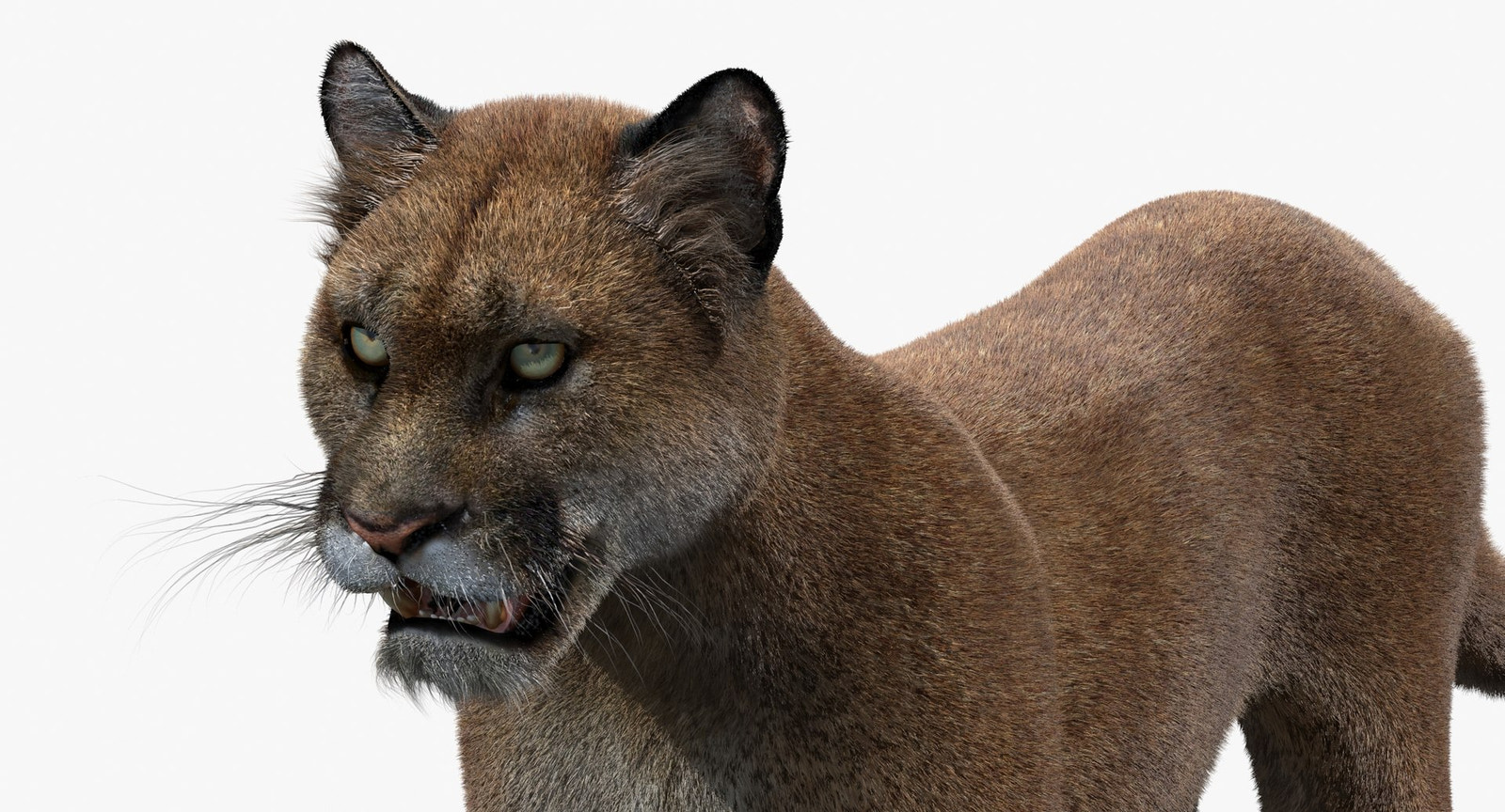Puma 3d model head close up vuew
