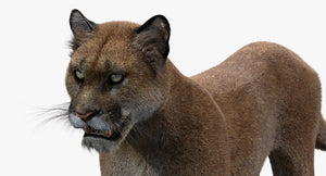 Puma 3d model head close up vuew Thumbnail