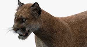 Close-up of a 3d mountain lion model on a white background Thumbnail