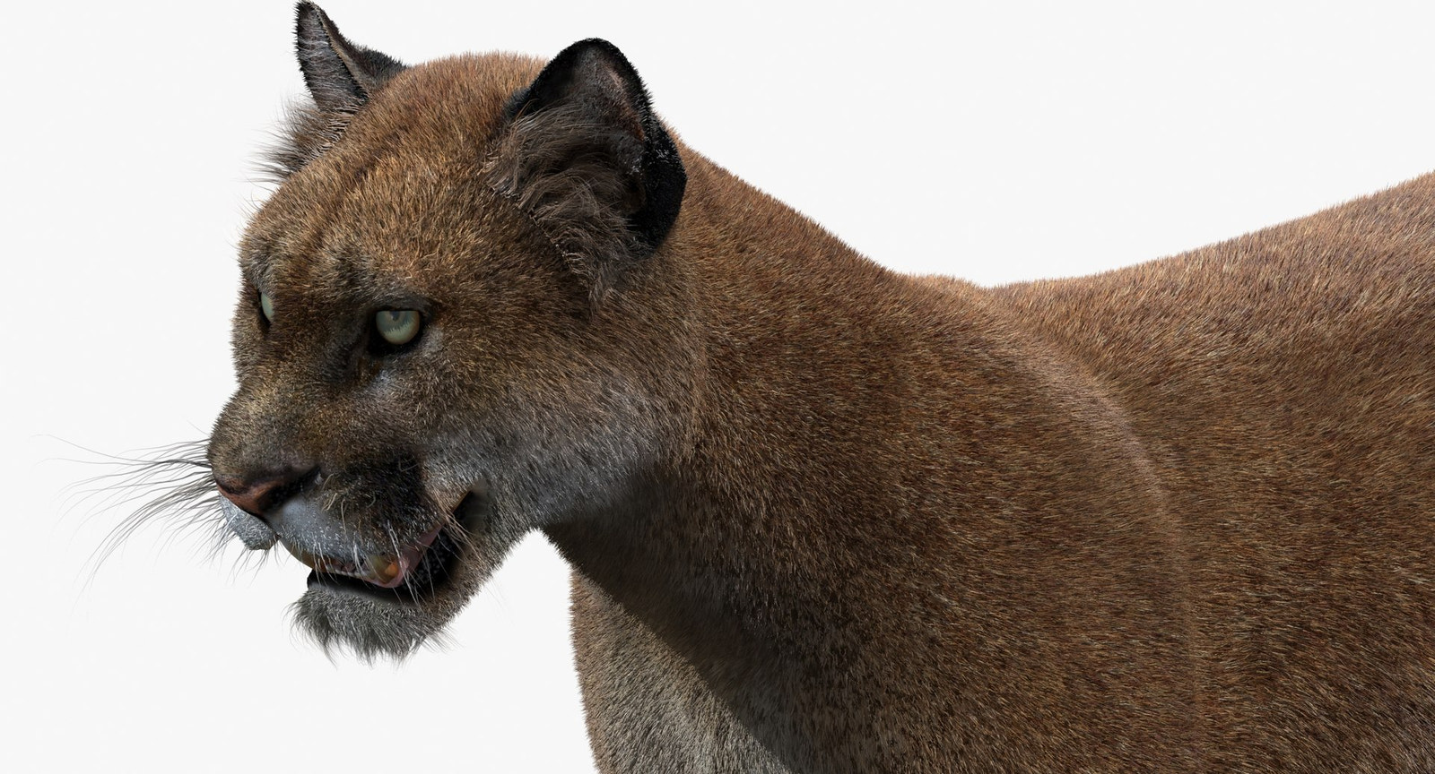 Close-up of a 3d mountain lion model on a white background