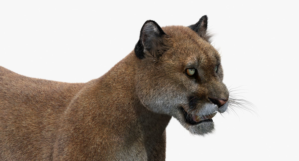 Puma animal 3d model on a white background