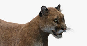 Puma animal 3d model on a white background Thumbnail