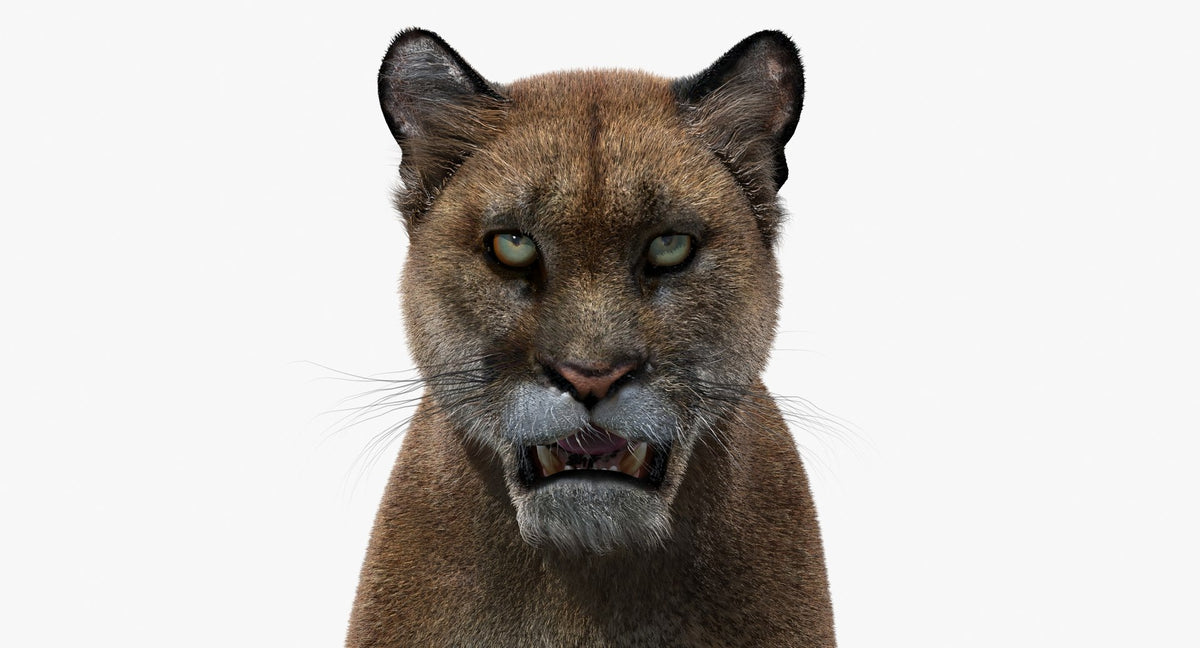 Close-up of a mountain lion's 3d model face on a white background