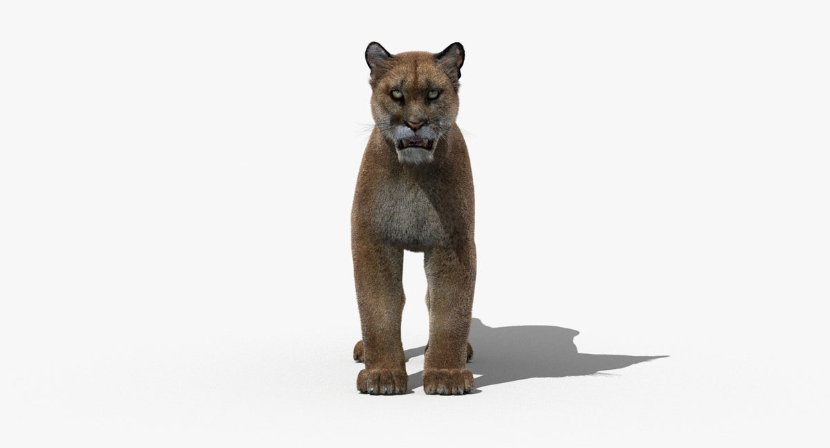 Puma 3D Model - Hair and Fur - 360 Degree View