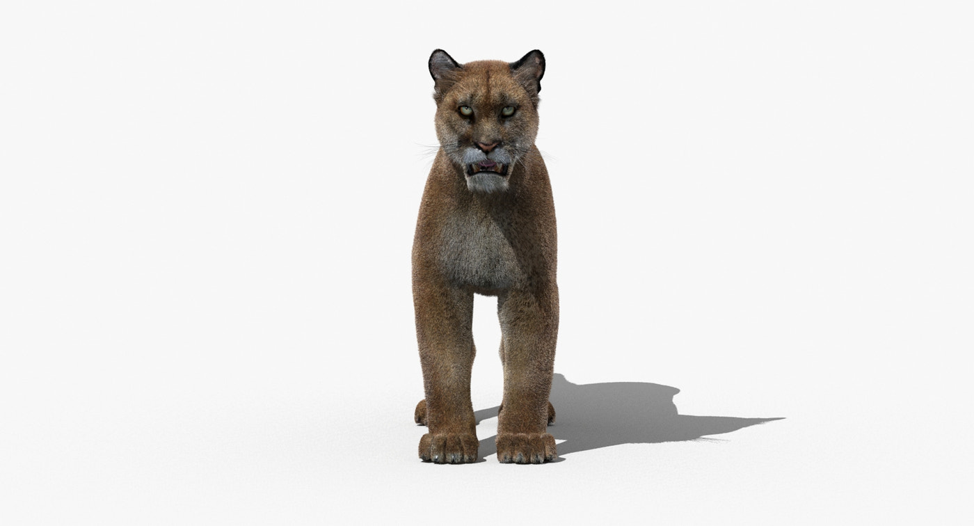 Puma Fur 3D Model - 360 Degree View