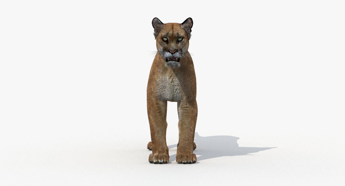 Puma Animated 3D Model - 360 Degree View