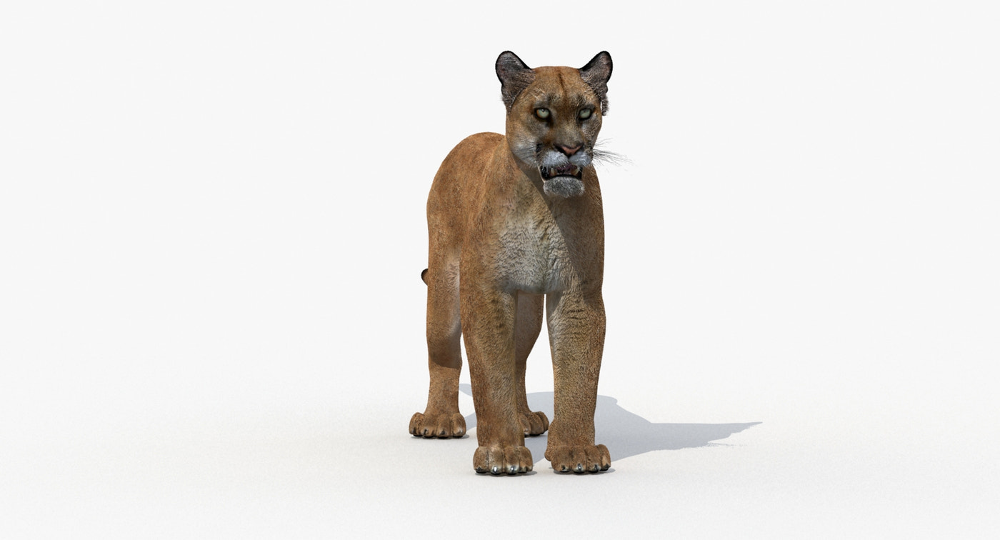 Animated Puma 3D Model - Low-Poly - 360 Degree View