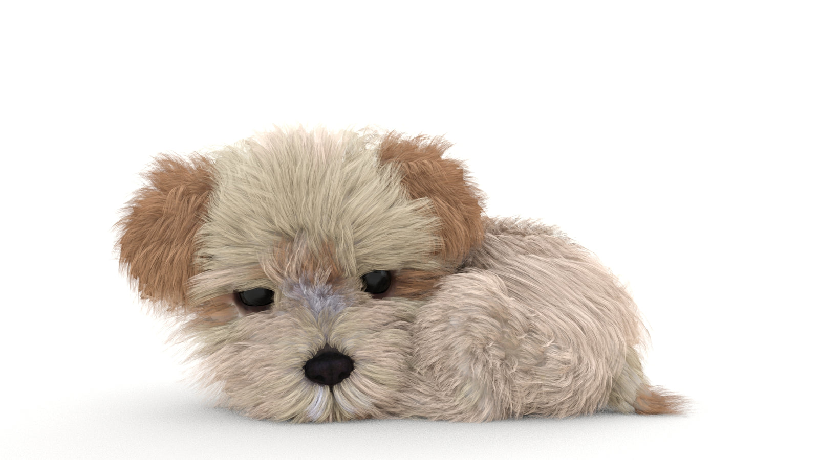 Animated Maltipoo Dog Puppy 3D Model Alpha Hair 360° view 3 frame 1
