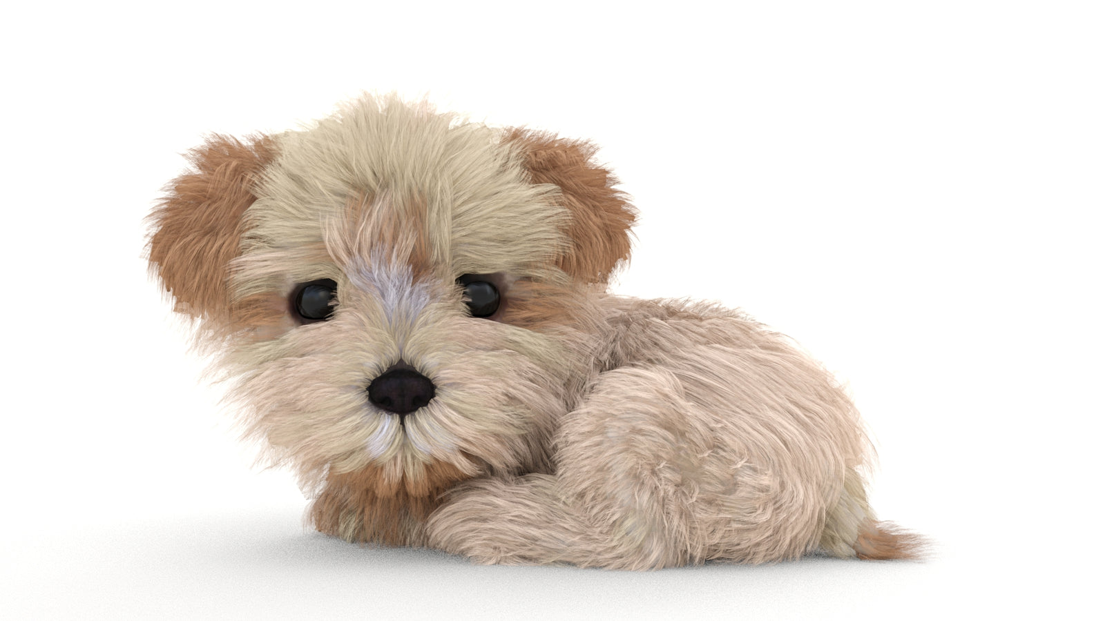 Animated Maltipoo Dog Puppy 3D Model Alpha Hair 360° view 3 frame 45