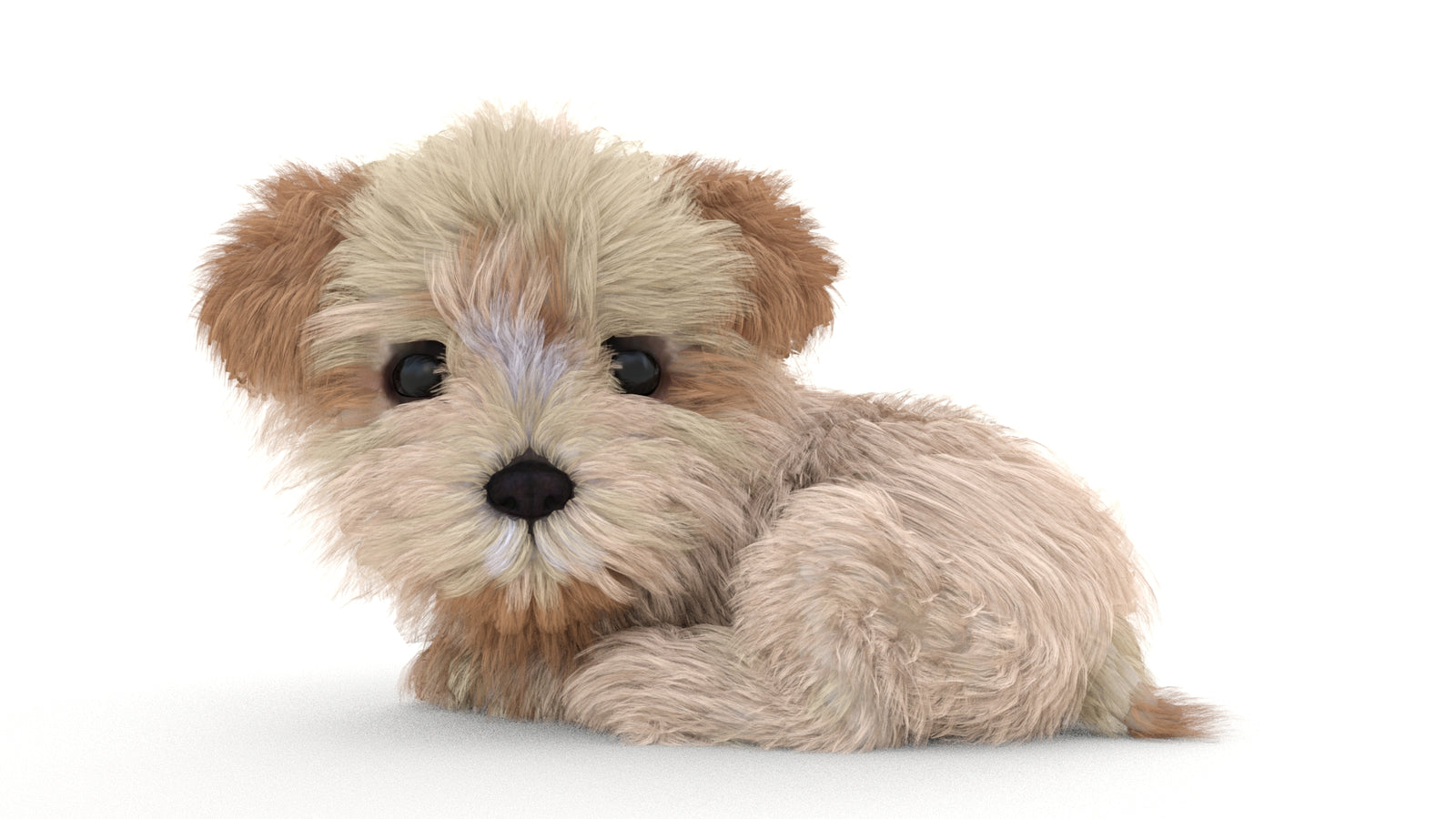 Animated Maltipoo Dog Puppy 3D Model Alpha Hair 360° view 3 frame 46