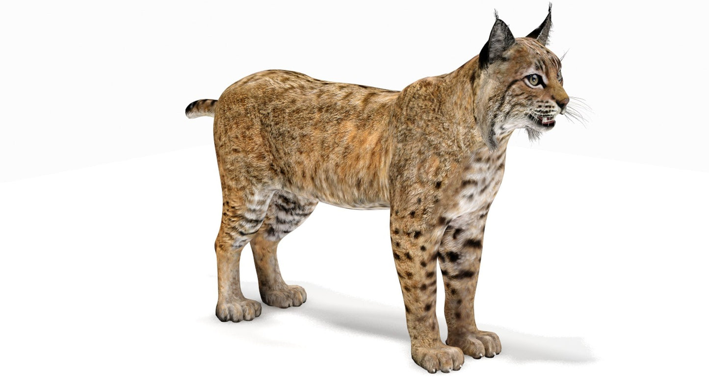 Realistic 3D Bobcat Model for Download