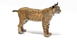 Realistic 3D Model bobcat for Download Thumbnail