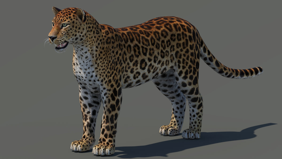 Lifelike Amur Leopard 3D Model for Download