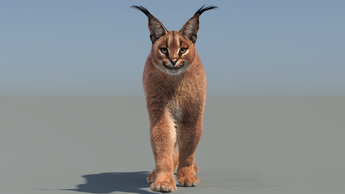 Animated Caracal 3D Model with Fur walking
