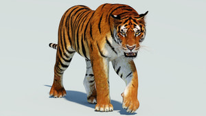 Realistic Animated Tiger 3D Model for Download, 3ds Max Arnold Renderer Thumbnail