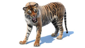 Realistic Animated Tiger 3D Model with Fur Roaring and Head Bent - Arnold Renderer Thumbnail