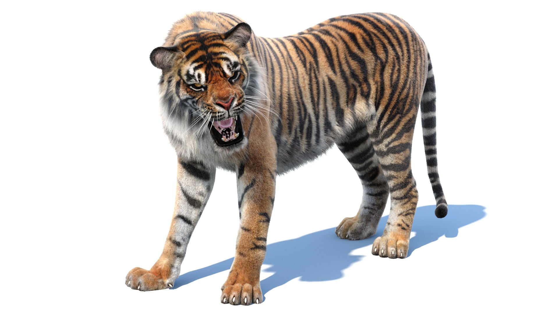 Realistic Animated Tiger 3D Model with Fur Roaring and Head Bent - Arnold Renderer