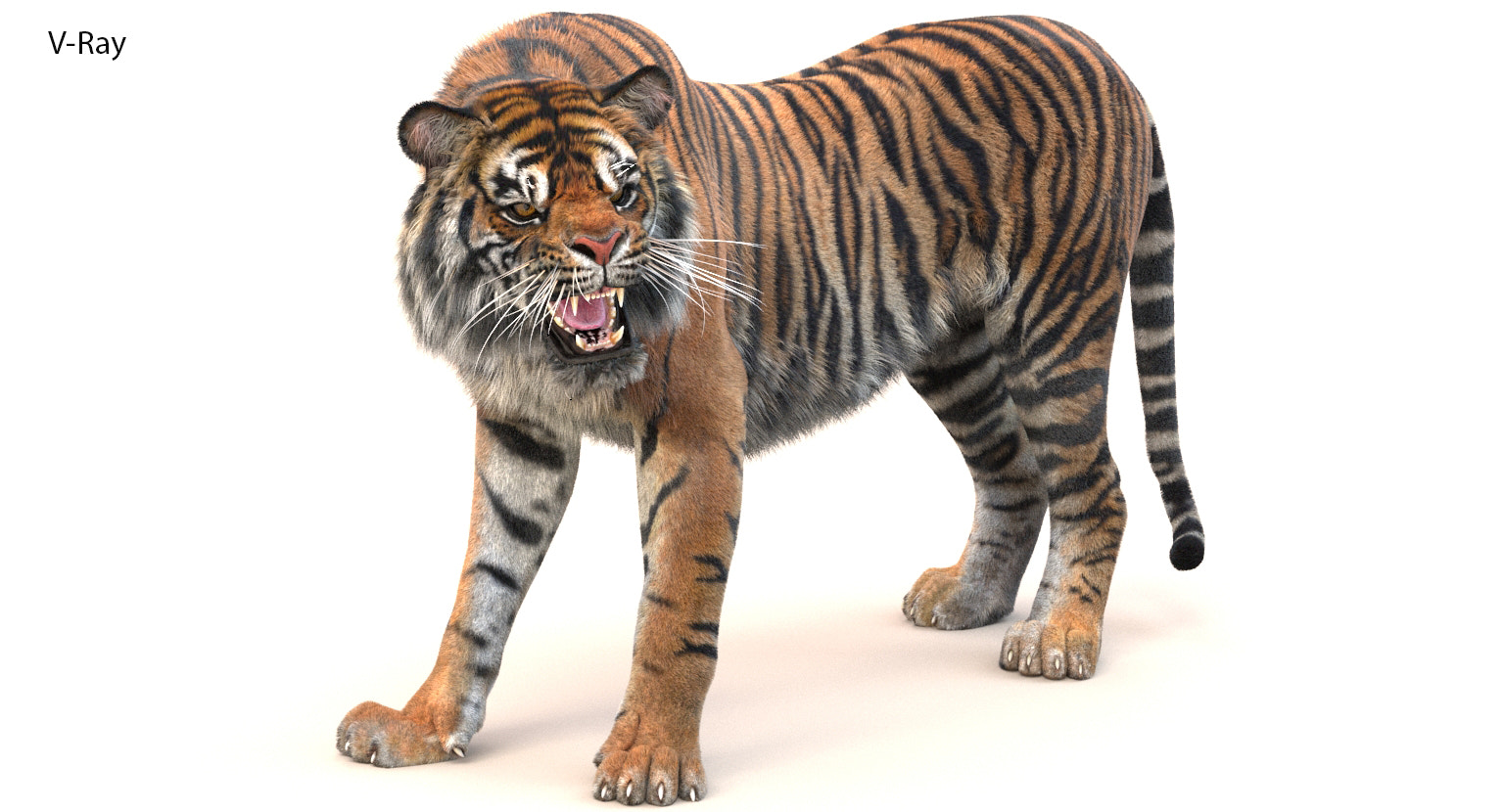 Realistic Animated Tiger 3D Model with Fur Standing and Roaring - V-Ray