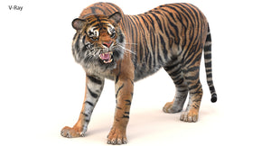 Realistic Animated Tiger 3D Model with Fur Standing and Roaring - V-Ray Thumbnail