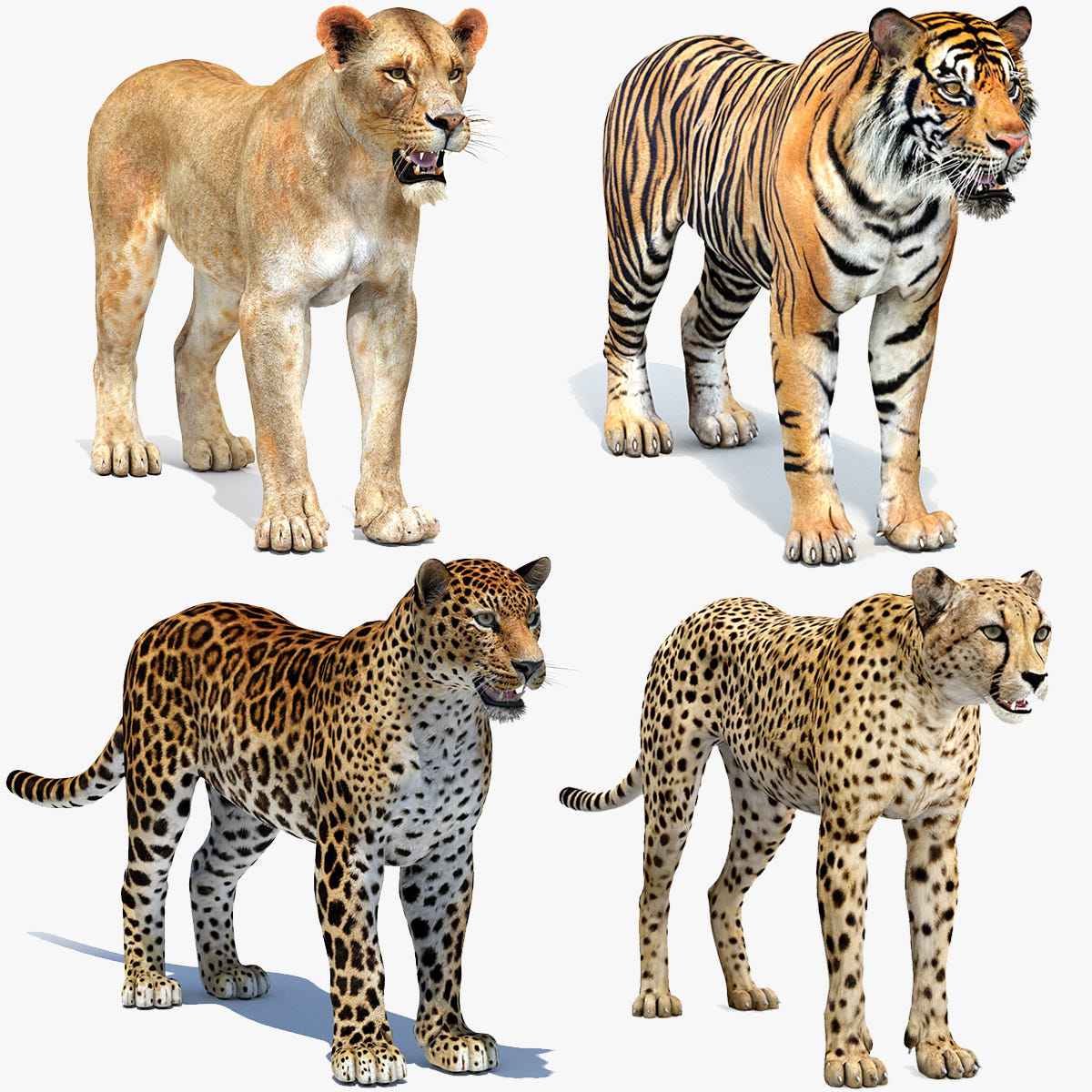 Realistic Big Cats 04 3D Model for Download