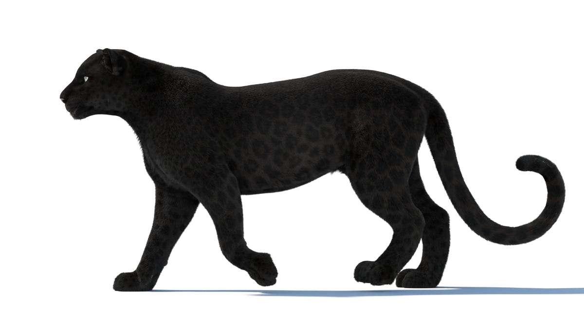 Black Panther 3D Model Rigged Fur - 360 Degree View
