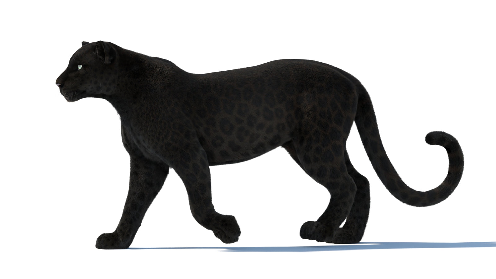 Black Panther 3D Model Rigged Fur 360° view 2 frame 2
