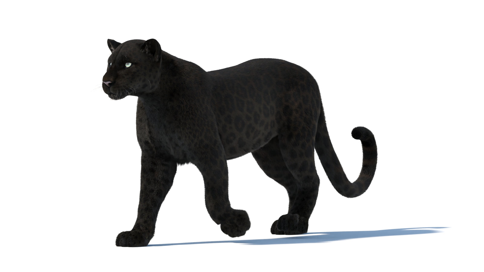 Black Panther 3D Model Rigged Fur 360° view 2 frame 5