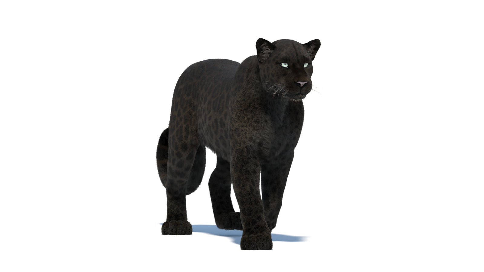Black Panther 3D Model Rigged Fur 360° view 2 frame 11