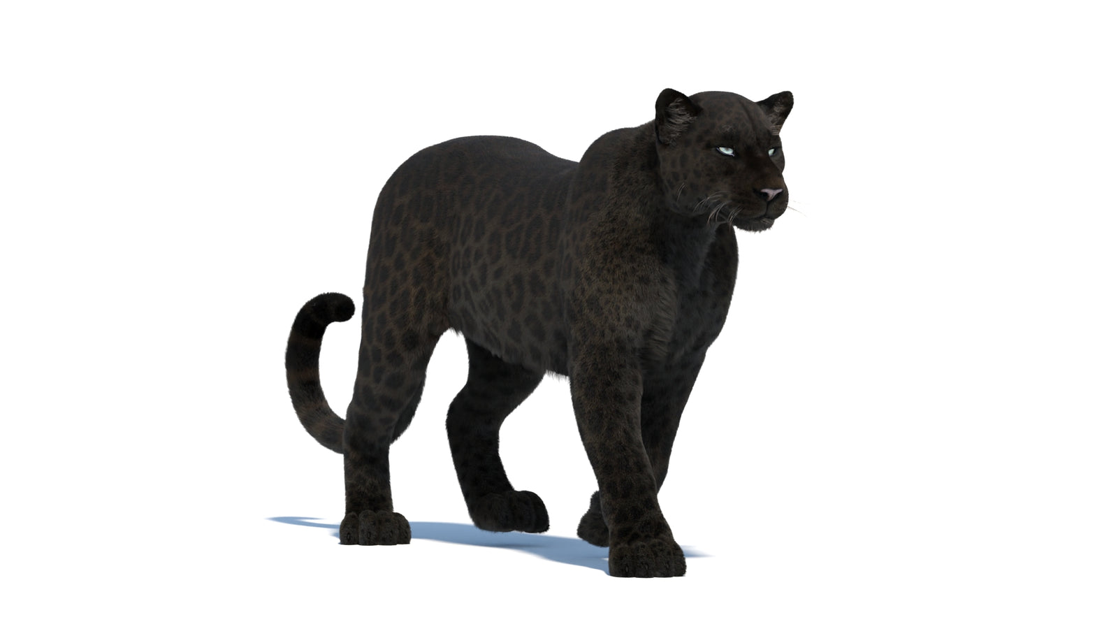 Black Panther 3D Model Rigged Fur 360° view 2 frame 12