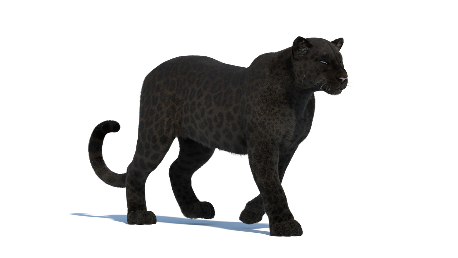 Black Panther 3D Model Rigged Fur 360° view 2 frame 13