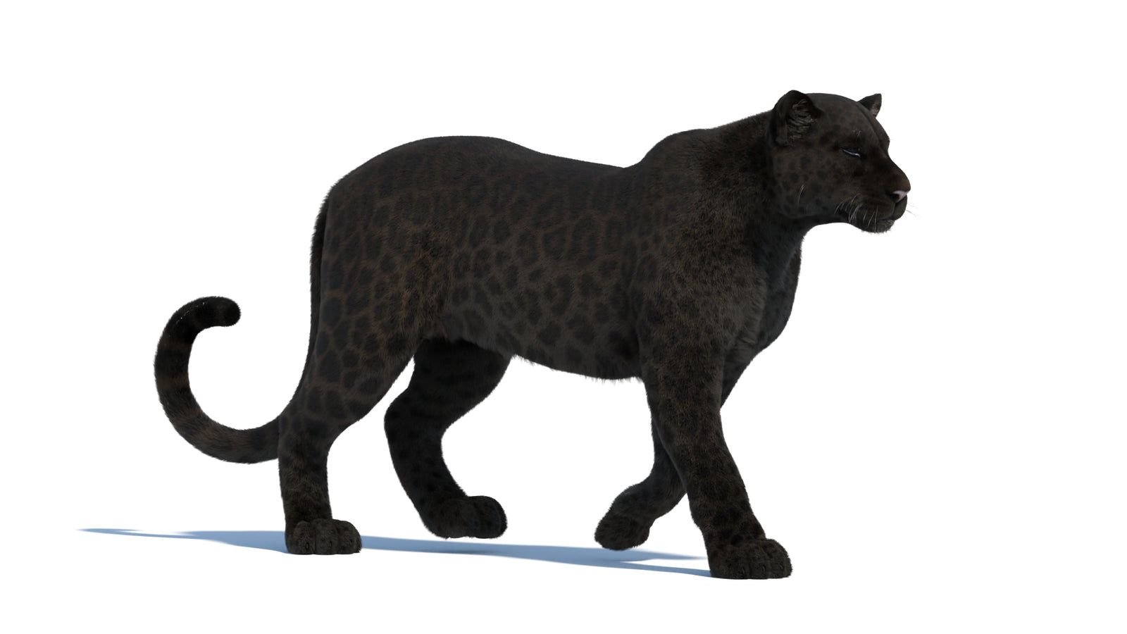 Black Panther 3D Model Rigged Fur 360° view 2 frame 14