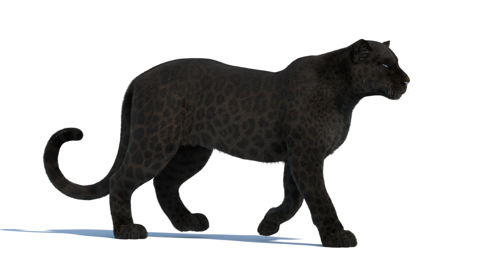 Black Panther 3D Model Rigged Fur 360° view 2 frame 15