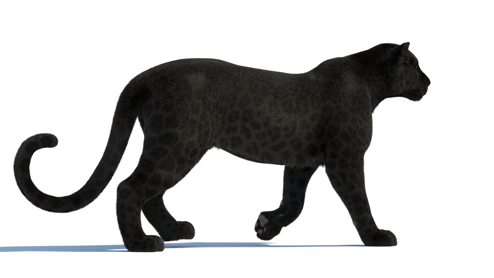 Black Panther 3D Model Rigged Fur 360° view 2 frame 20