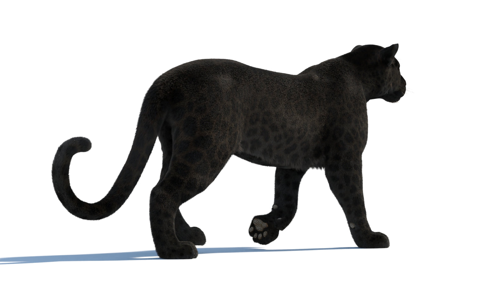 Black Panther 3D Model Rigged Fur 360° view 2 frame 22