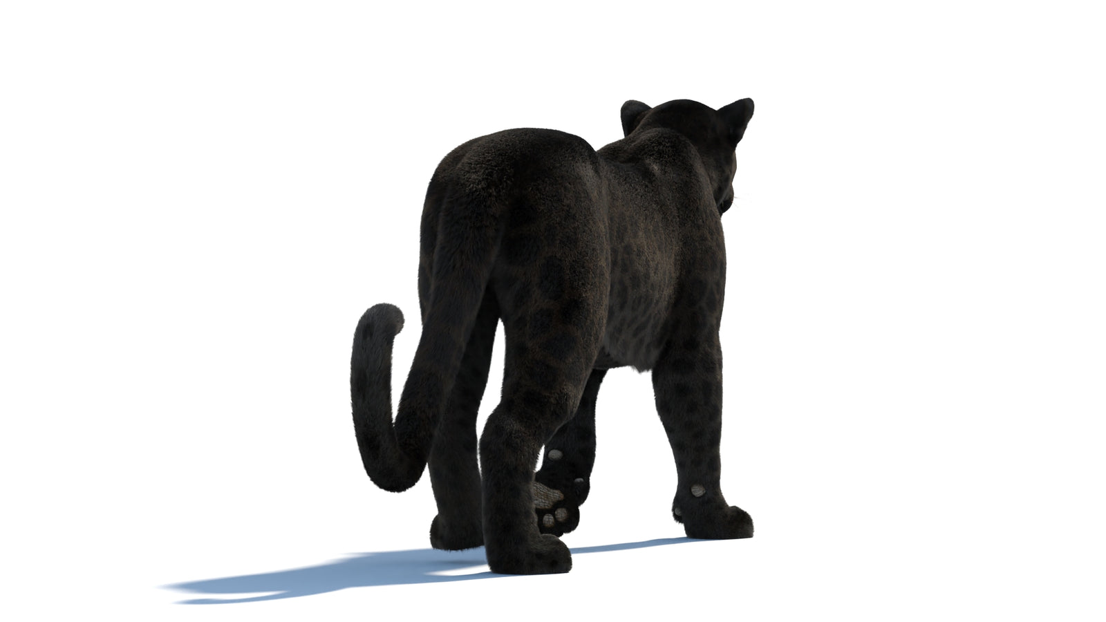Black Panther 3D Model Rigged Fur 360° view 2 frame 25