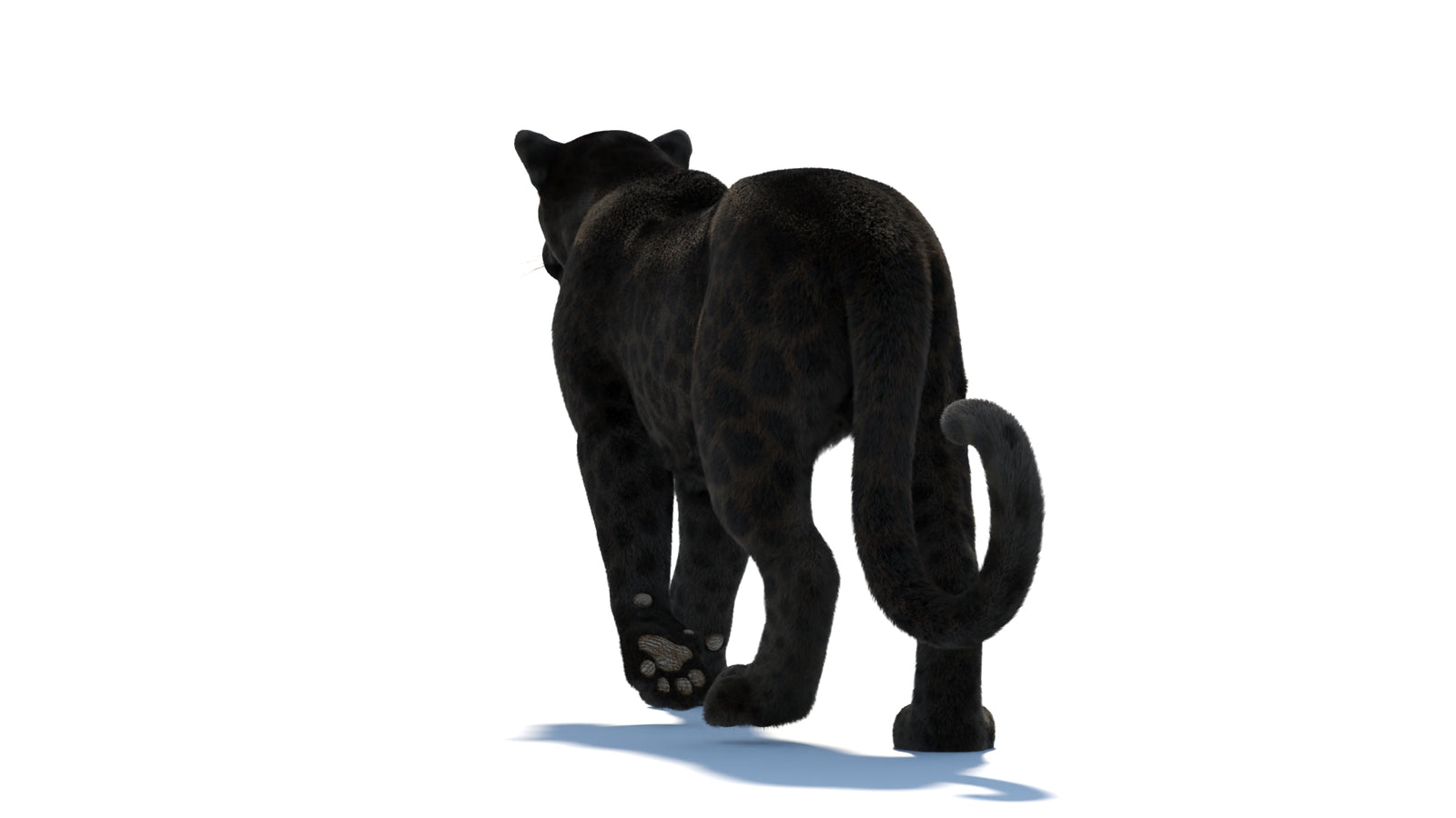 Black Panther 3D Model Rigged Fur 360° view 2 frame 29