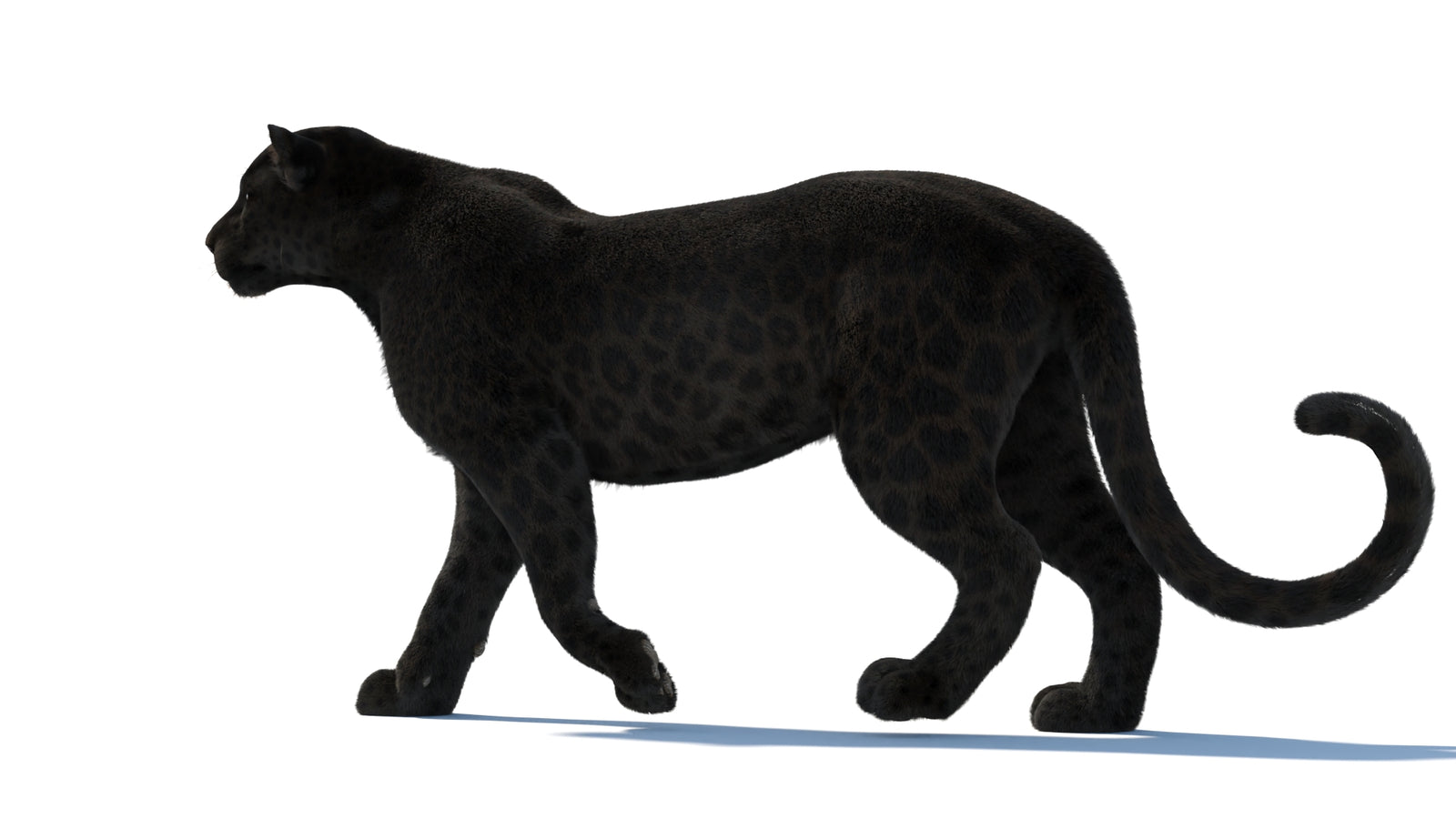Black Panther 3D Model Rigged Fur 360° view 2 frame 34