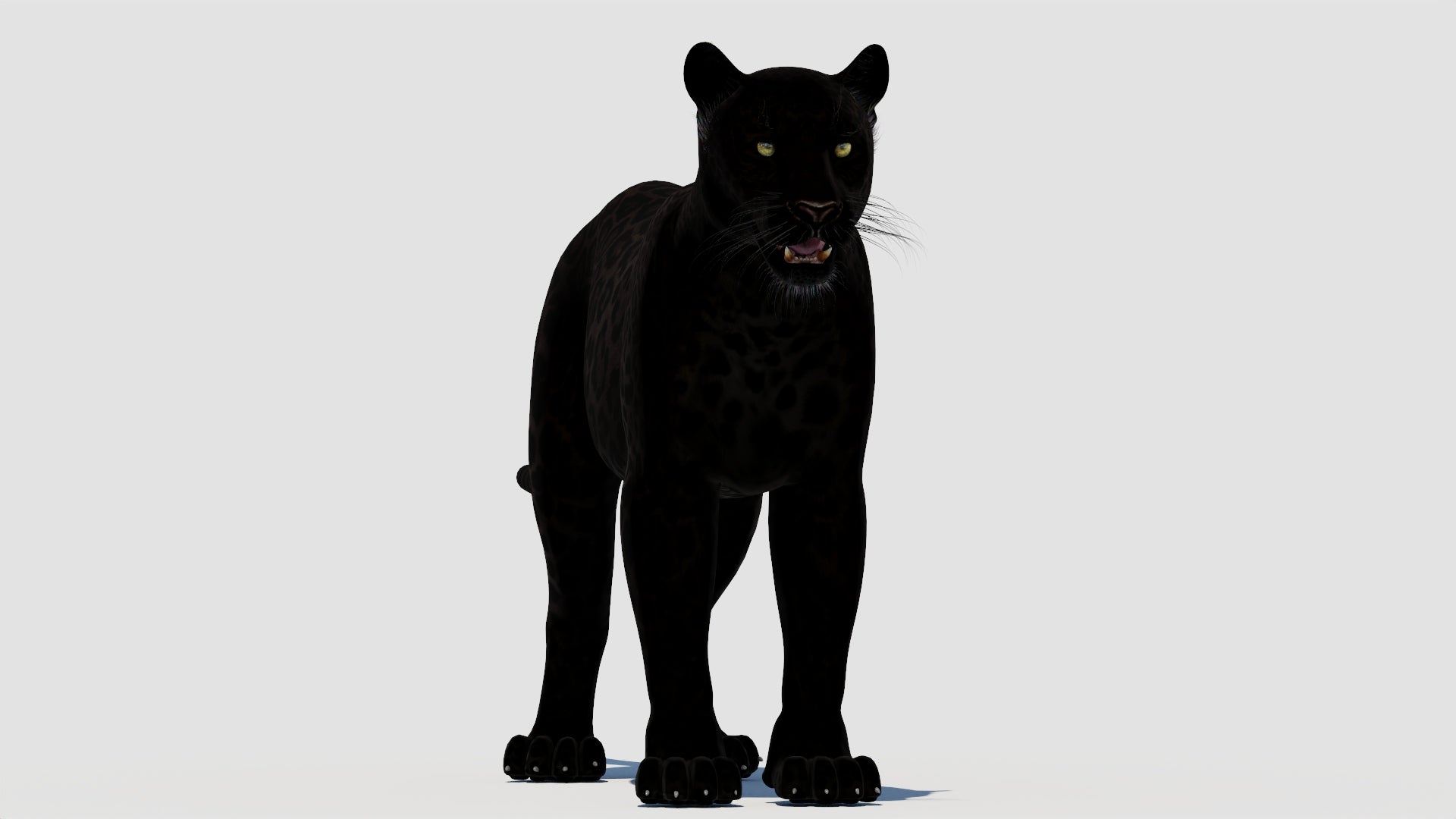 True-to-life Black Panther Animal 3D Model for Download