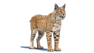 Realistic Bobcat 3D Model for Download Thumbnail