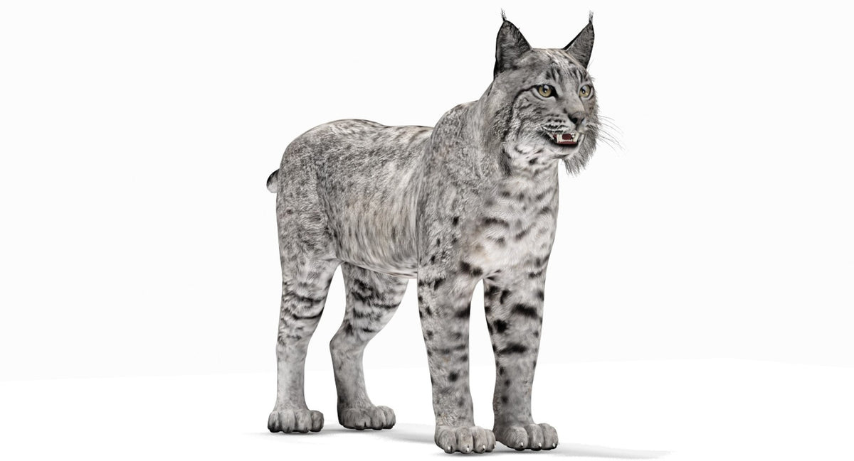 Realistic Bobcat 3D Model for game