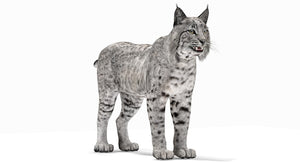 Realistic Bobcat 3D Model for Download Thumbnail