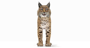 Realistic Bobcat 3D Model for Download Thumbnail