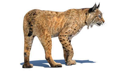 Realistic Bobcat 3D Model Rigged with CAT Motion 3ds Max