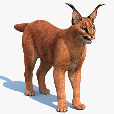 Caracal 3D Model