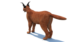 Realistic Caracal 3D Model for Download Thumbnail